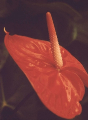 Close-up de um antúrio vermelho.